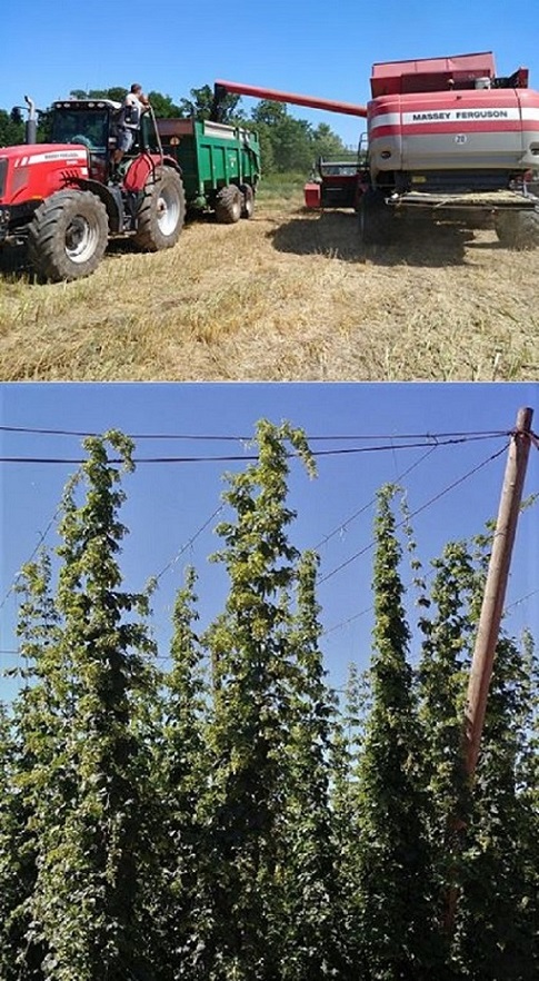 Grain harvest is continung, hop cones are forming!